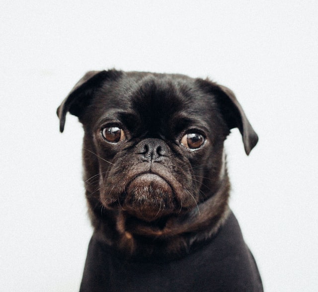 pug